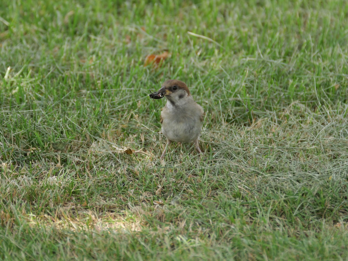 Eurasian Tree Sparrow - ML621157831