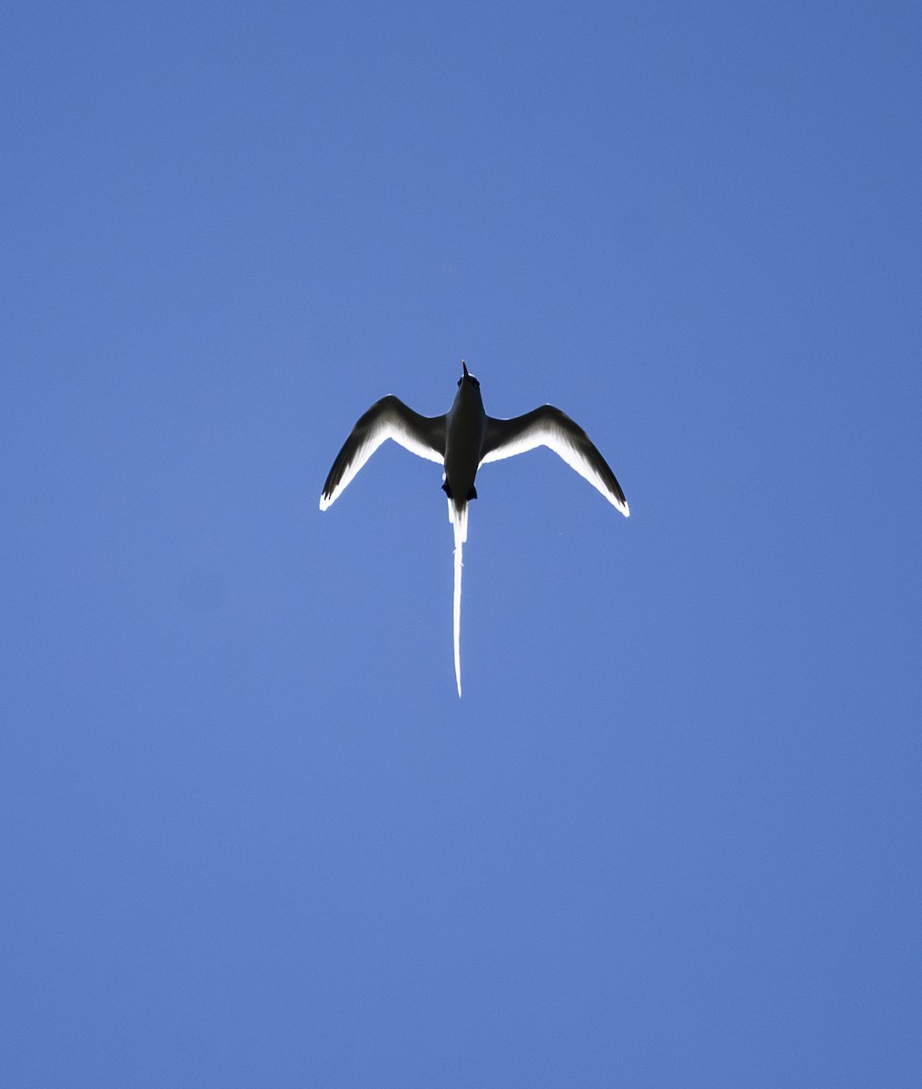 White-tailed Tropicbird - ML621157832