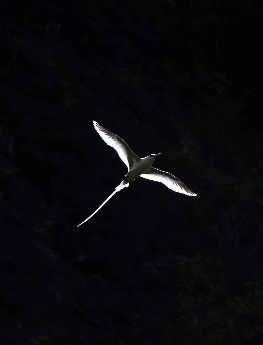 White-tailed Tropicbird - ML621157833