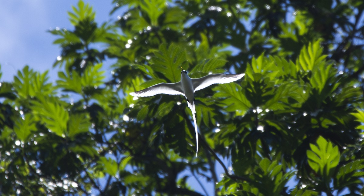 Weißschwanz-Tropikvogel - ML621157834