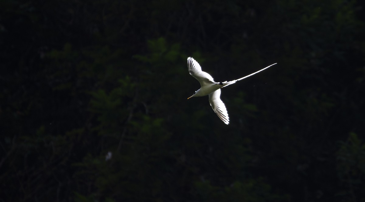 White-tailed Tropicbird - ML621157835