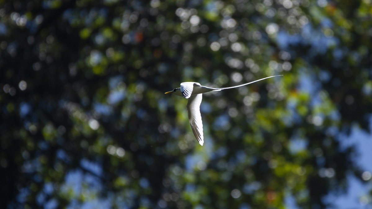 White-tailed Tropicbird - ML621157836