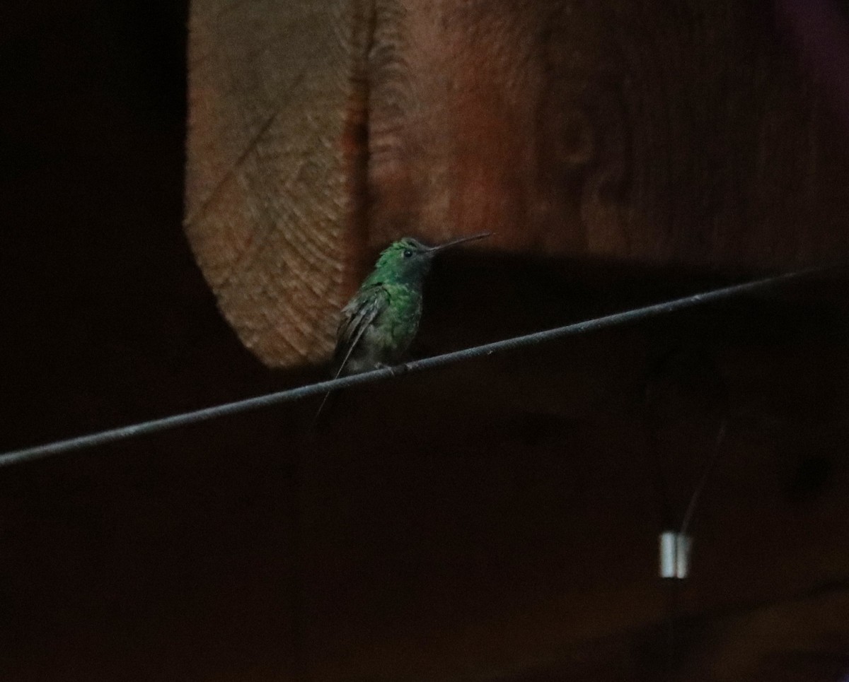 kolibřík mexický - ML621157838