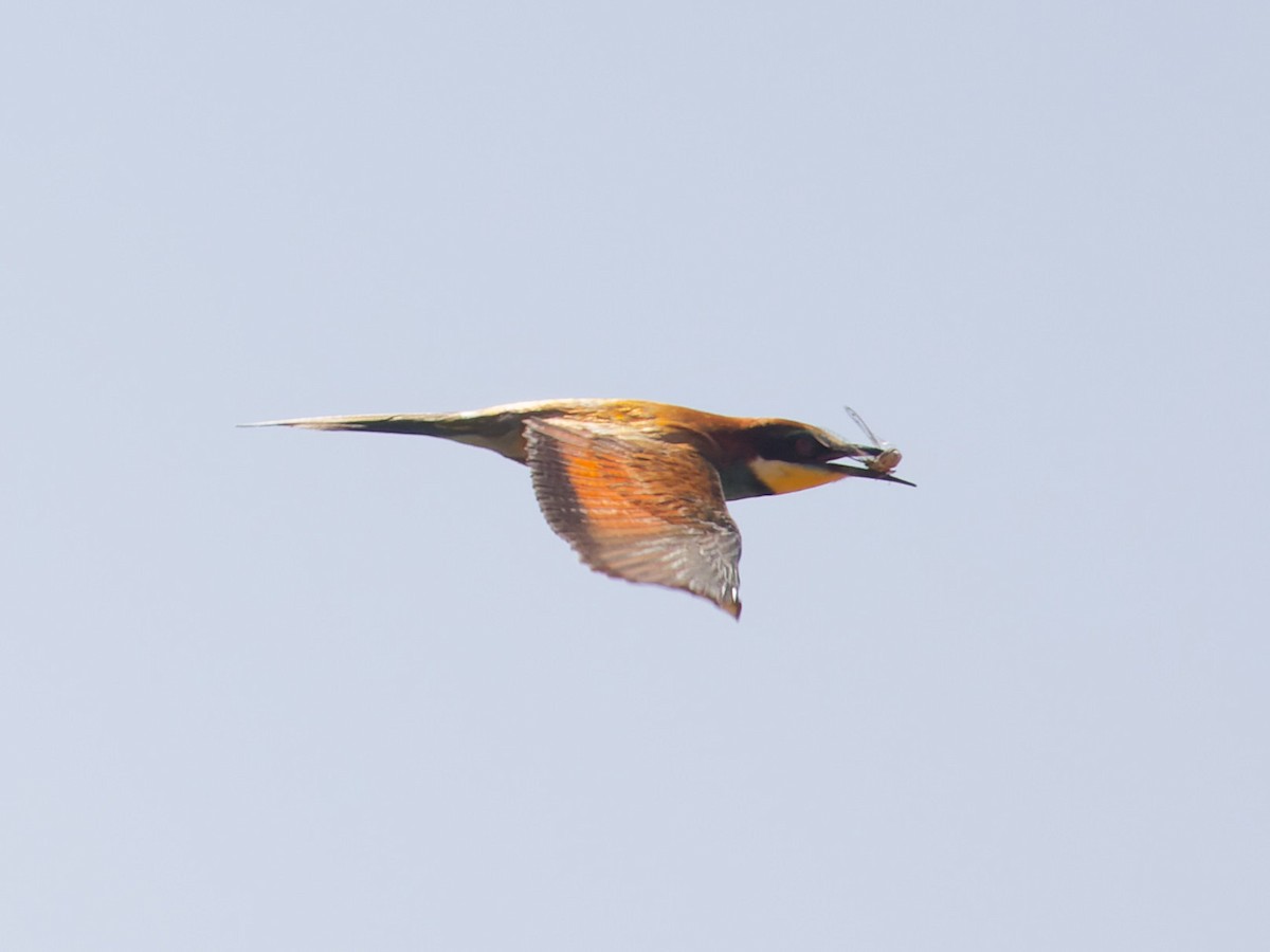 European Bee-eater - ML621157842