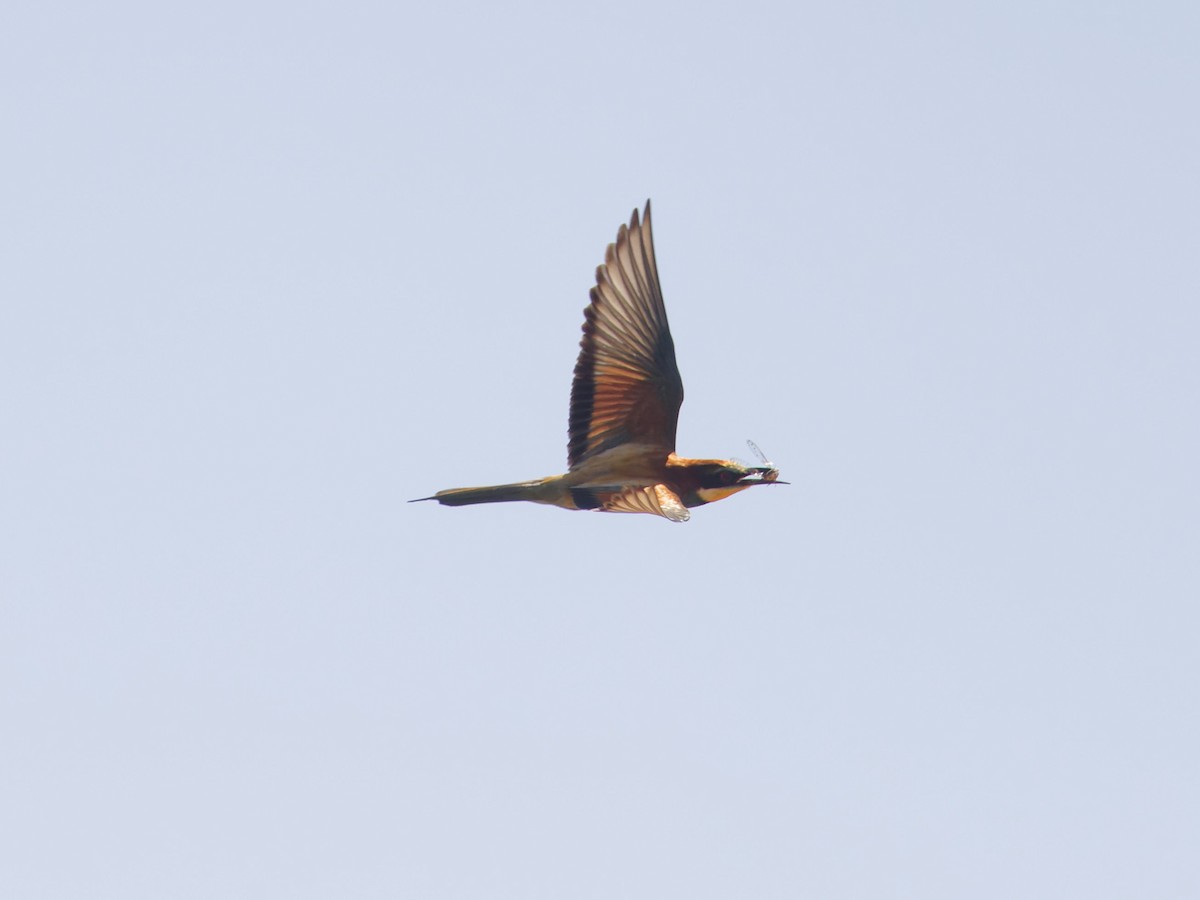 European Bee-eater - ML621157843