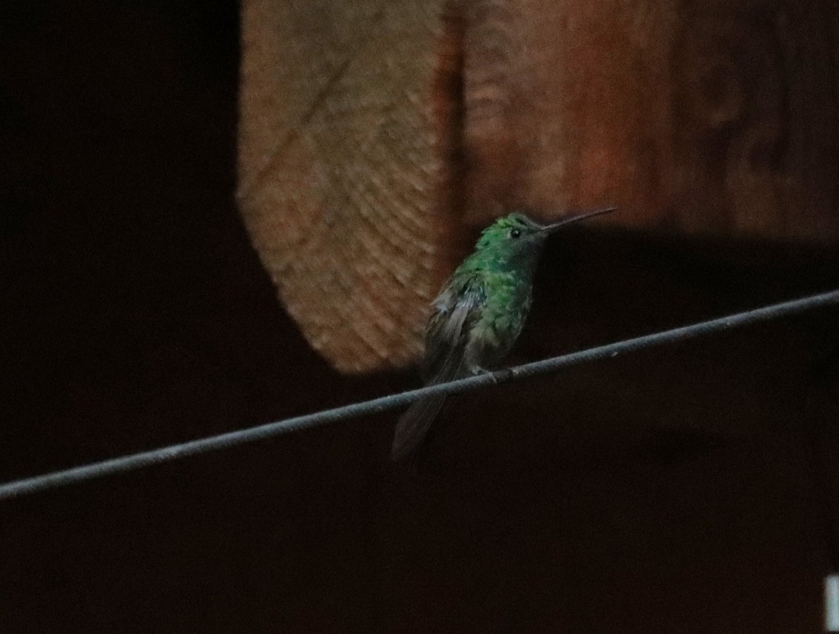 kolibřík mexický - ML621157860