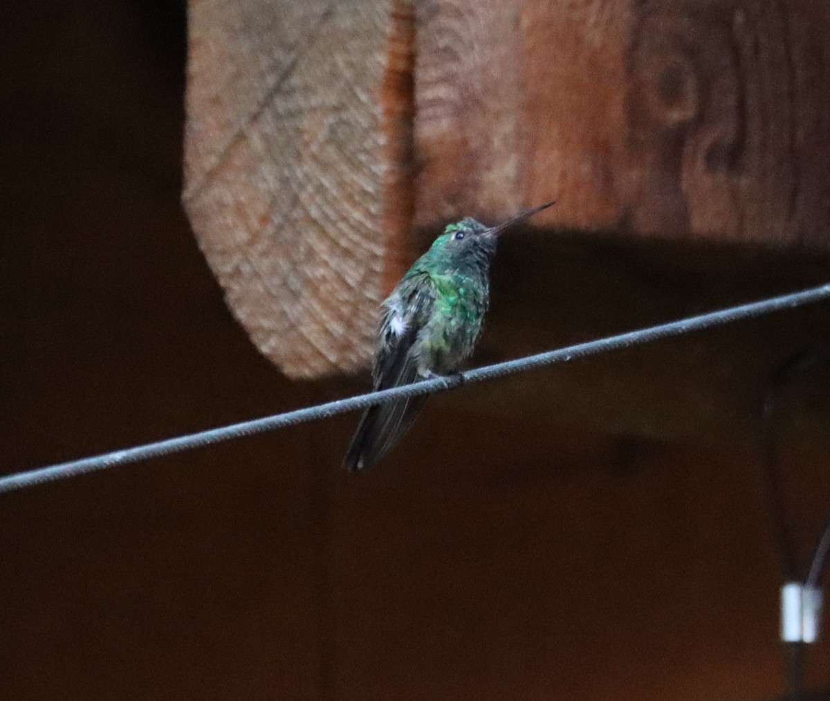 Berylline Hummingbird - ML621157875