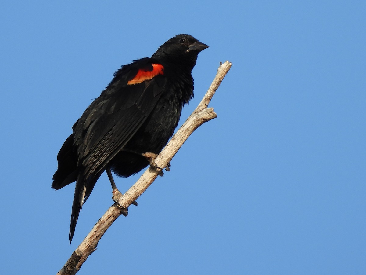 Red-winged Blackbird - ML621157891