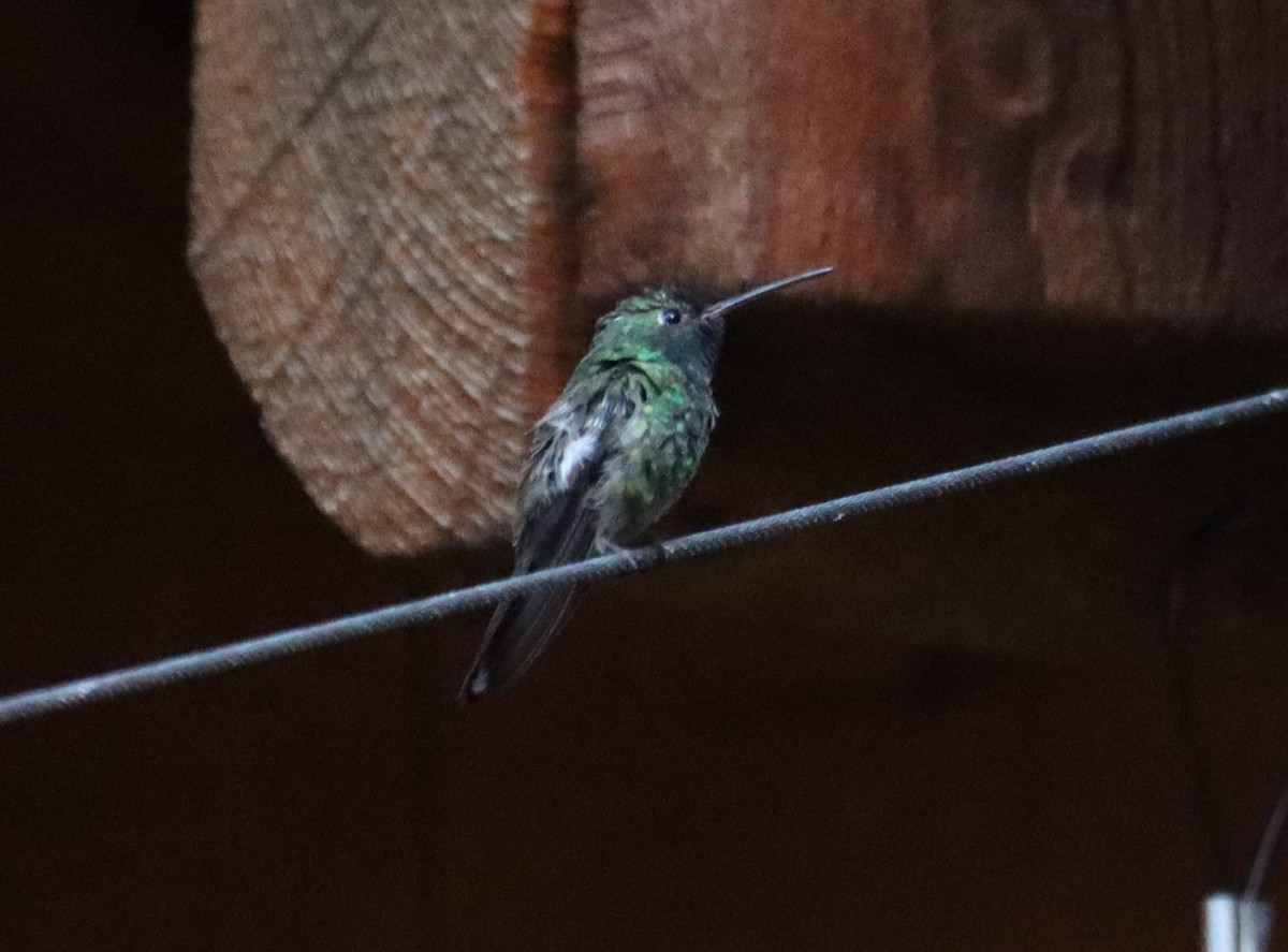 kolibřík mexický - ML621157898