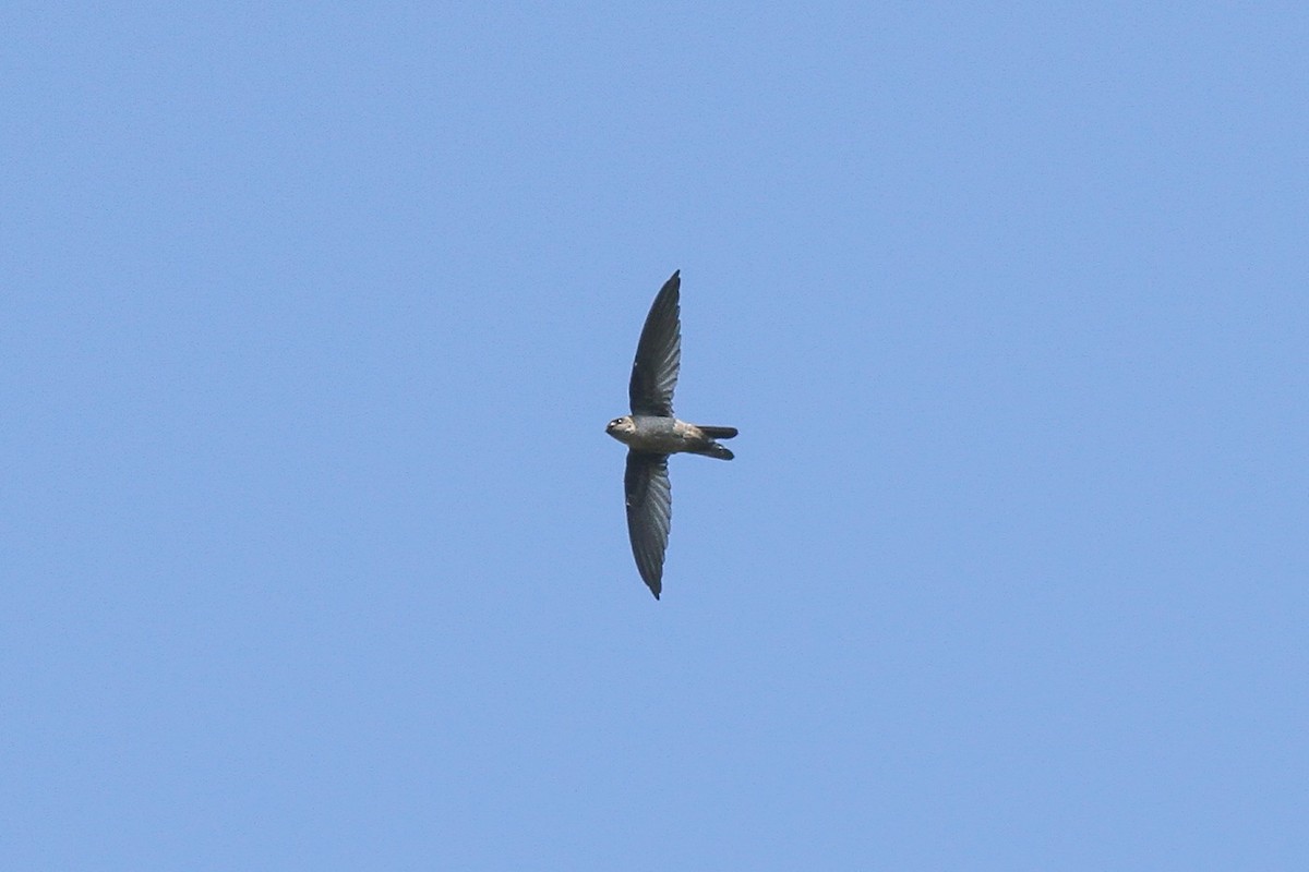 Indian Swiftlet - ML621157918