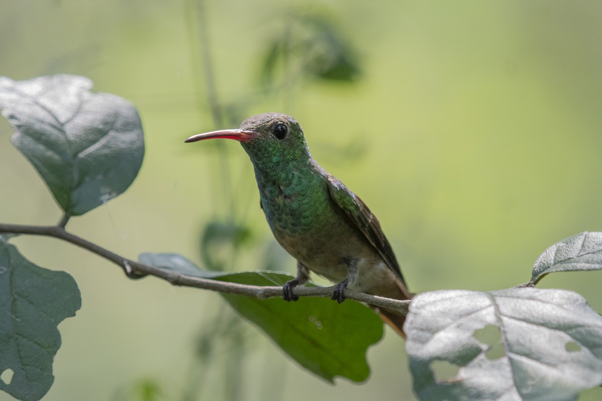 kolibřík yukatanský - ML621157938