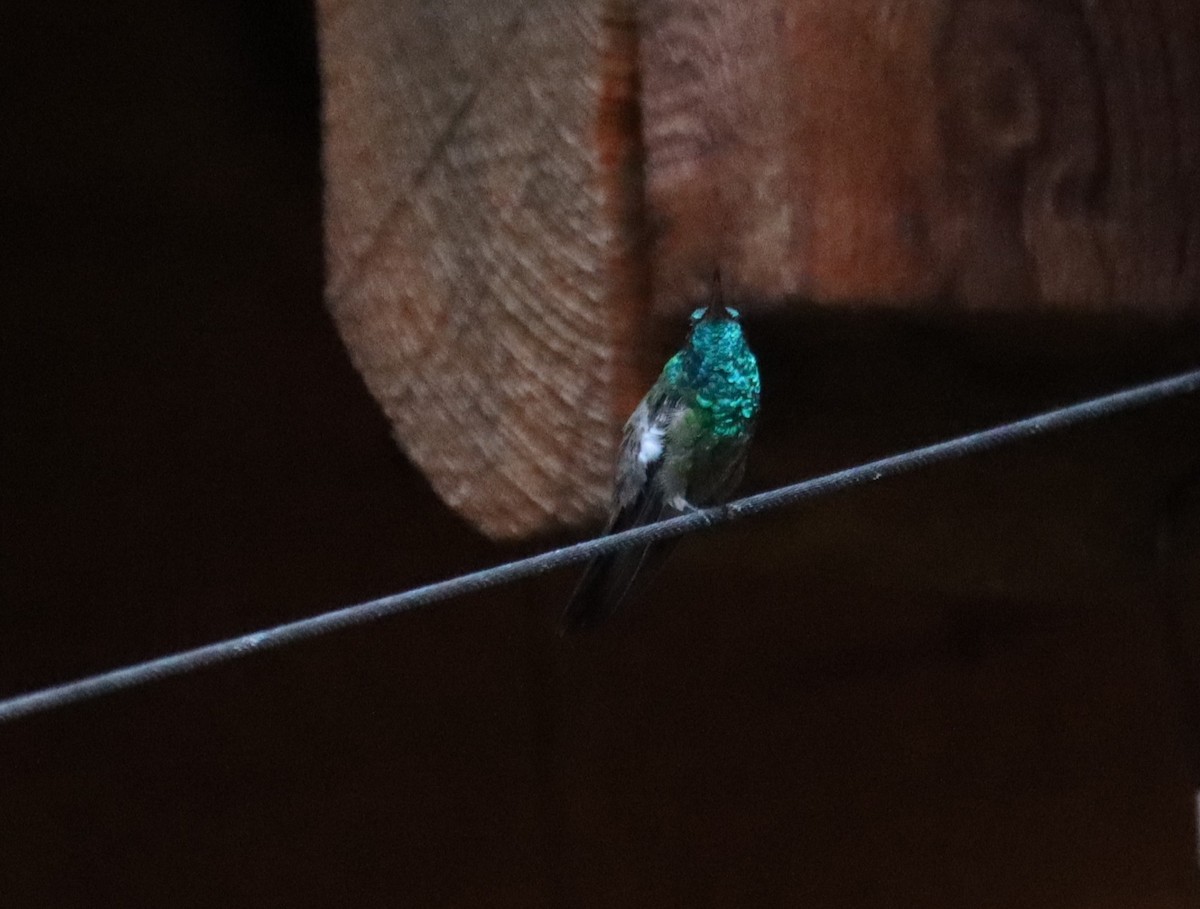 kolibřík mexický - ML621157943