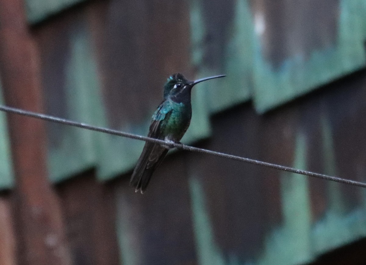 kolibřík skvostný - ML621157944