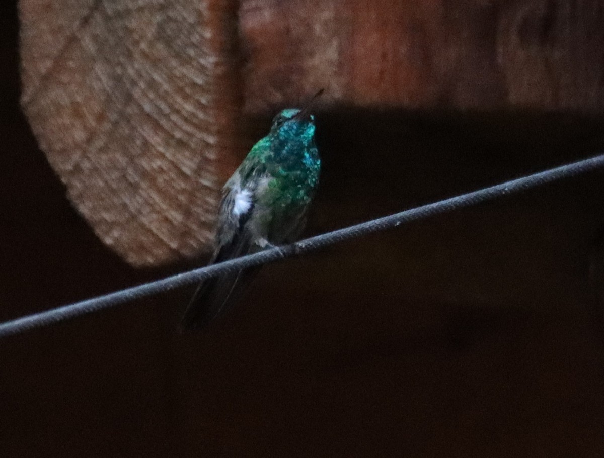 kolibřík mexický - ML621157955