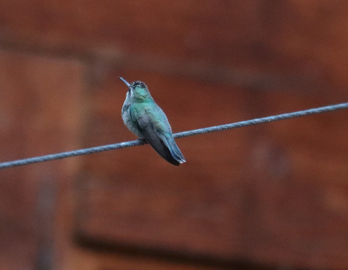 Broad-billed Hummingbird - ML621157979