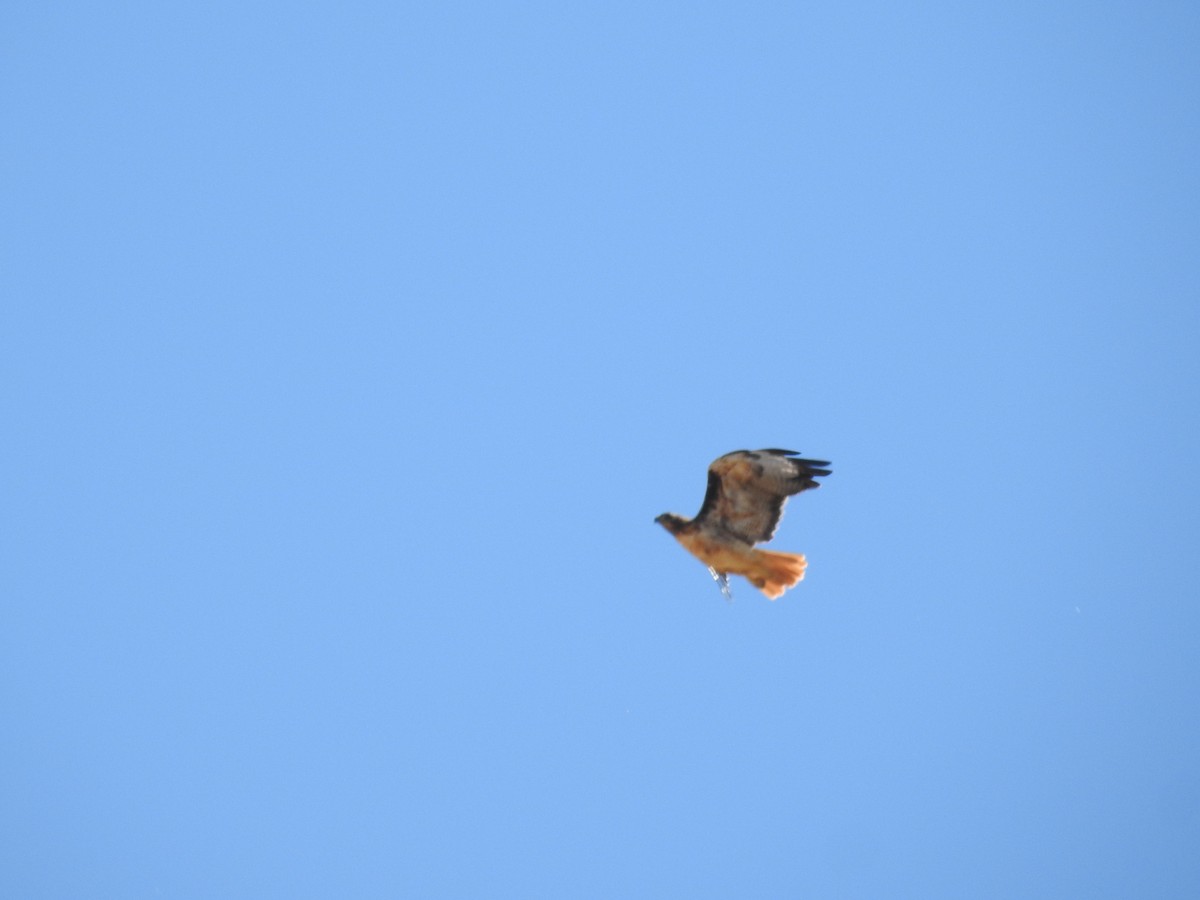 Red-tailed Hawk - ML621158000