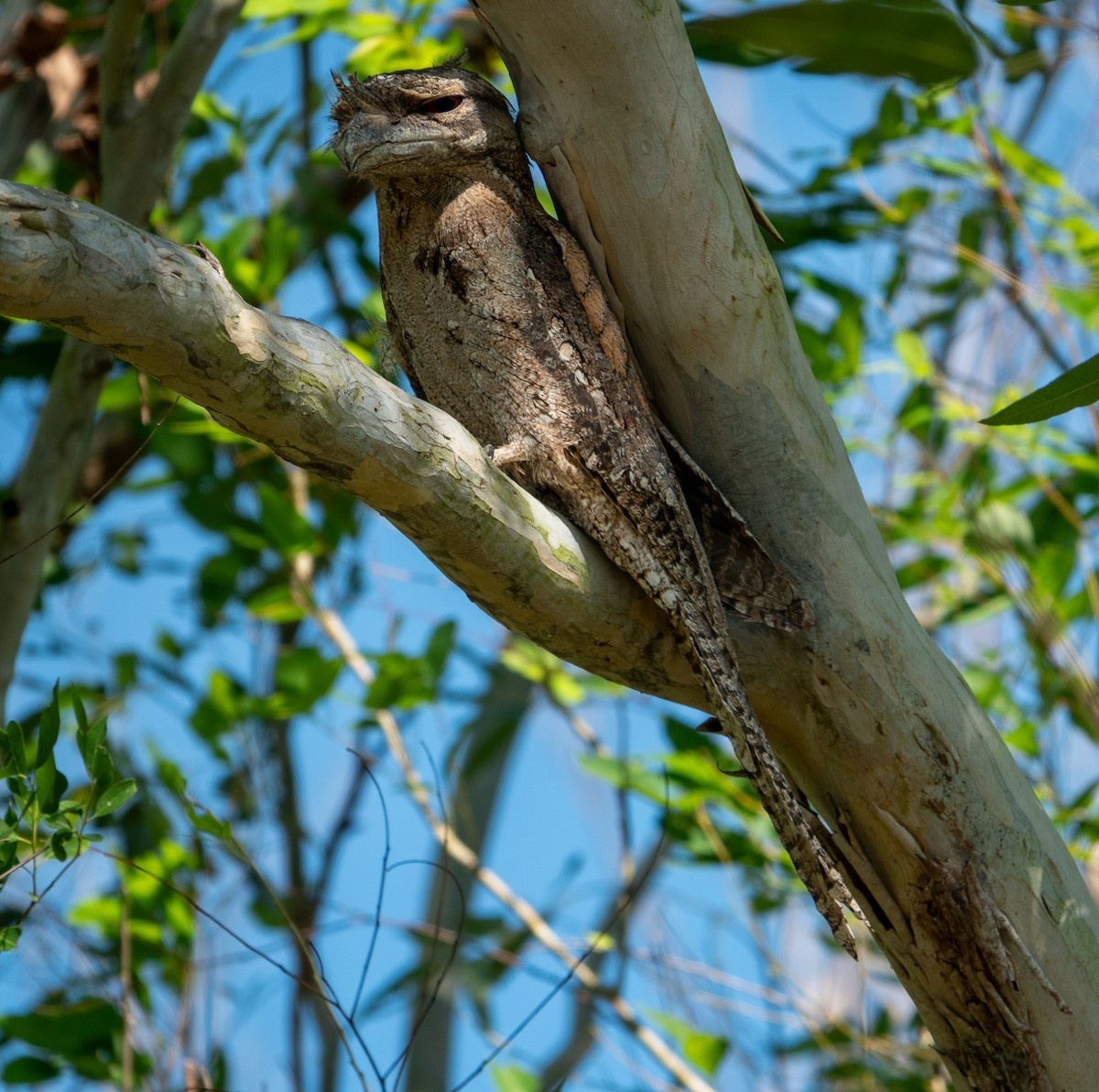 Papuan Frogmouth - ML621158008