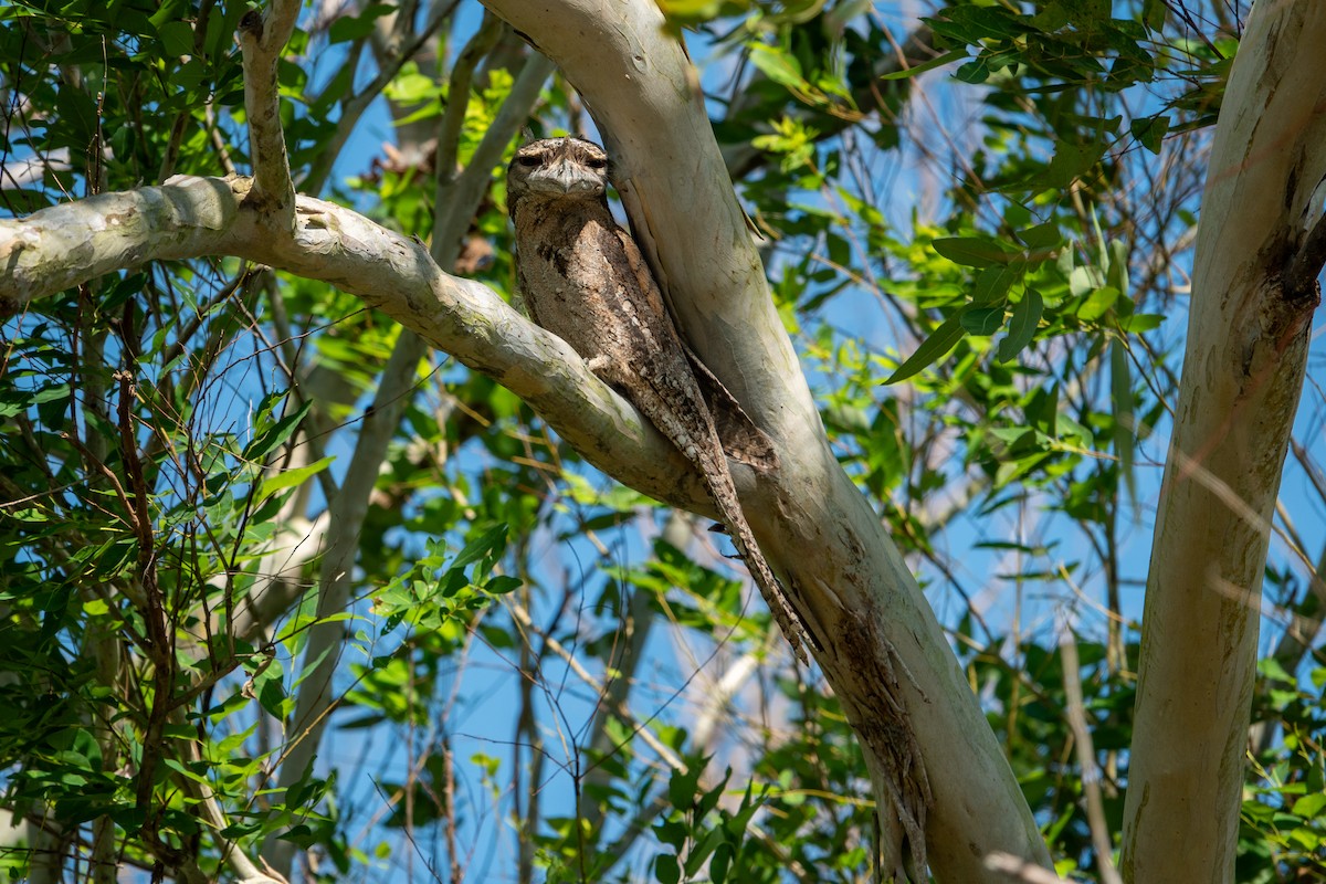 Papuan Frogmouth - ML621158011