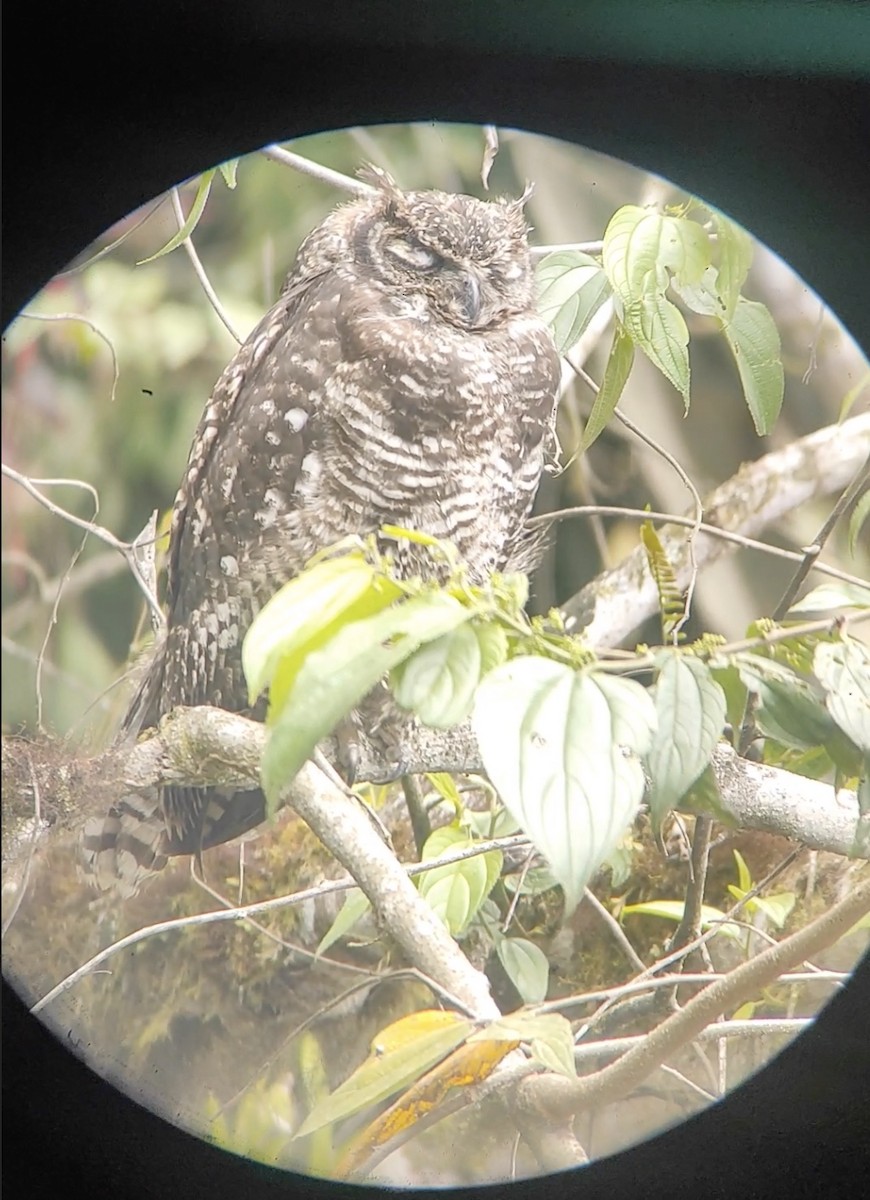 Great Horned Owl - ML621158053