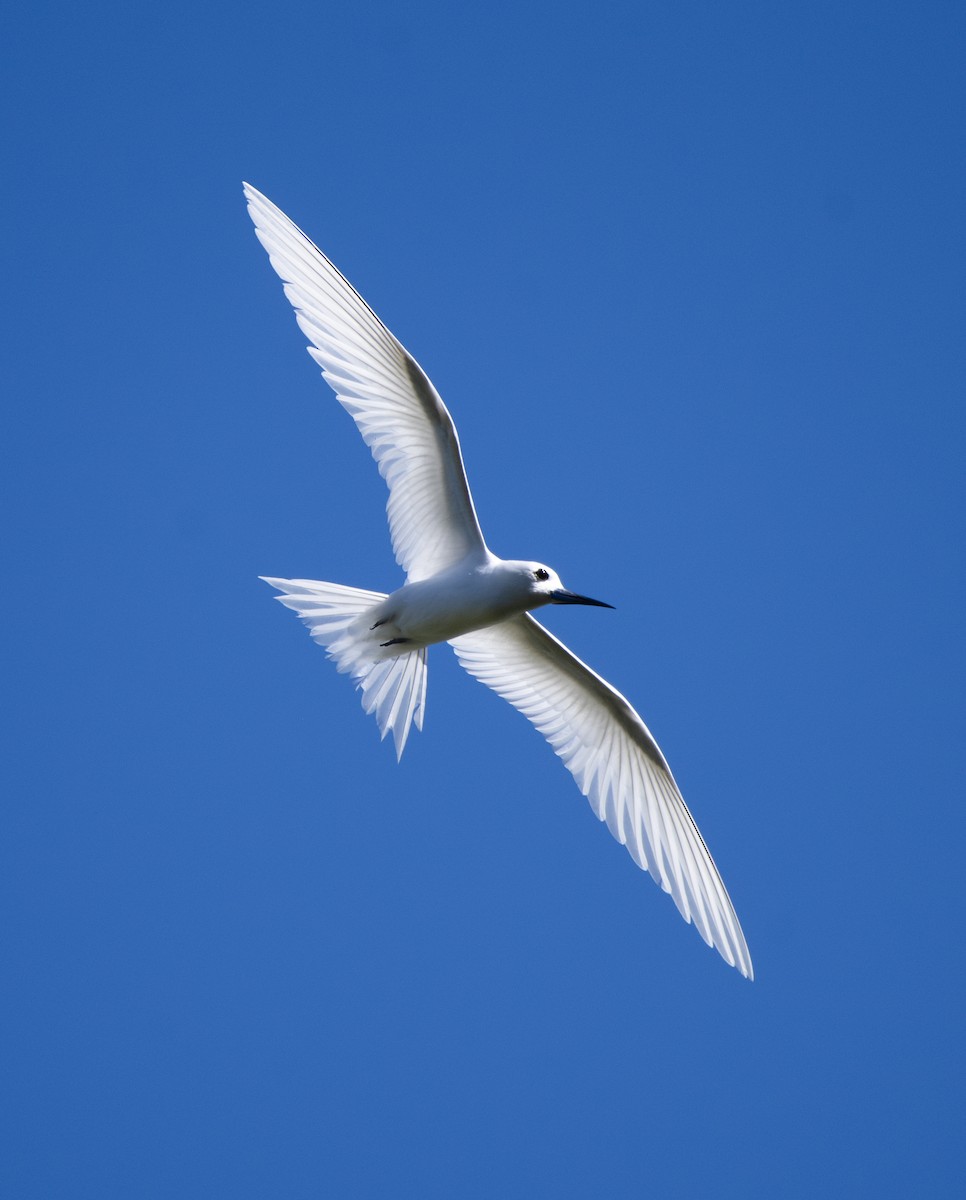 White Tern - ML621158054