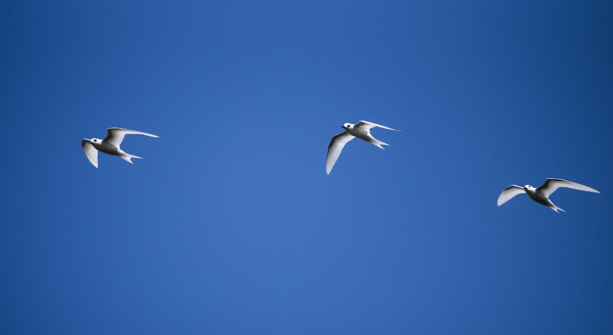 White Tern - ML621158057