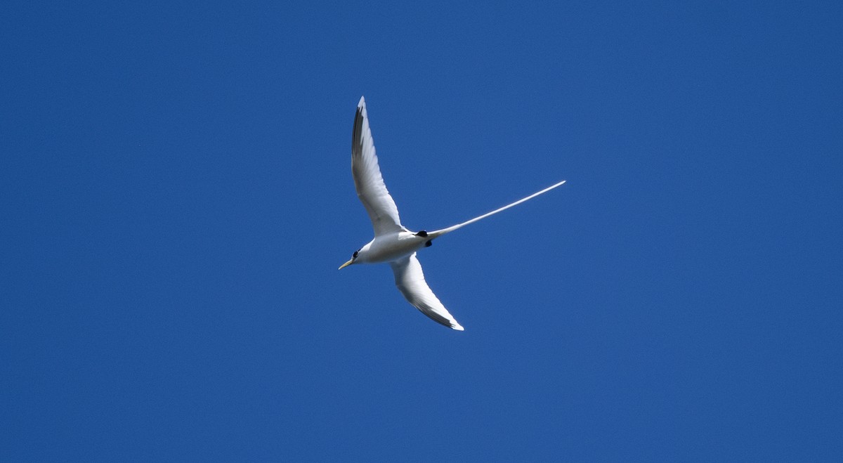 White-tailed Tropicbird - ML621158073