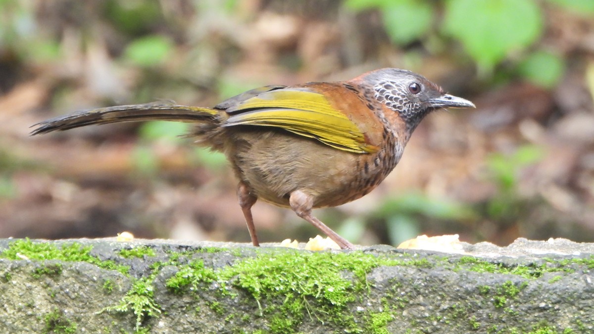 Chestnut-crowned Laughingthrush - ML621158097