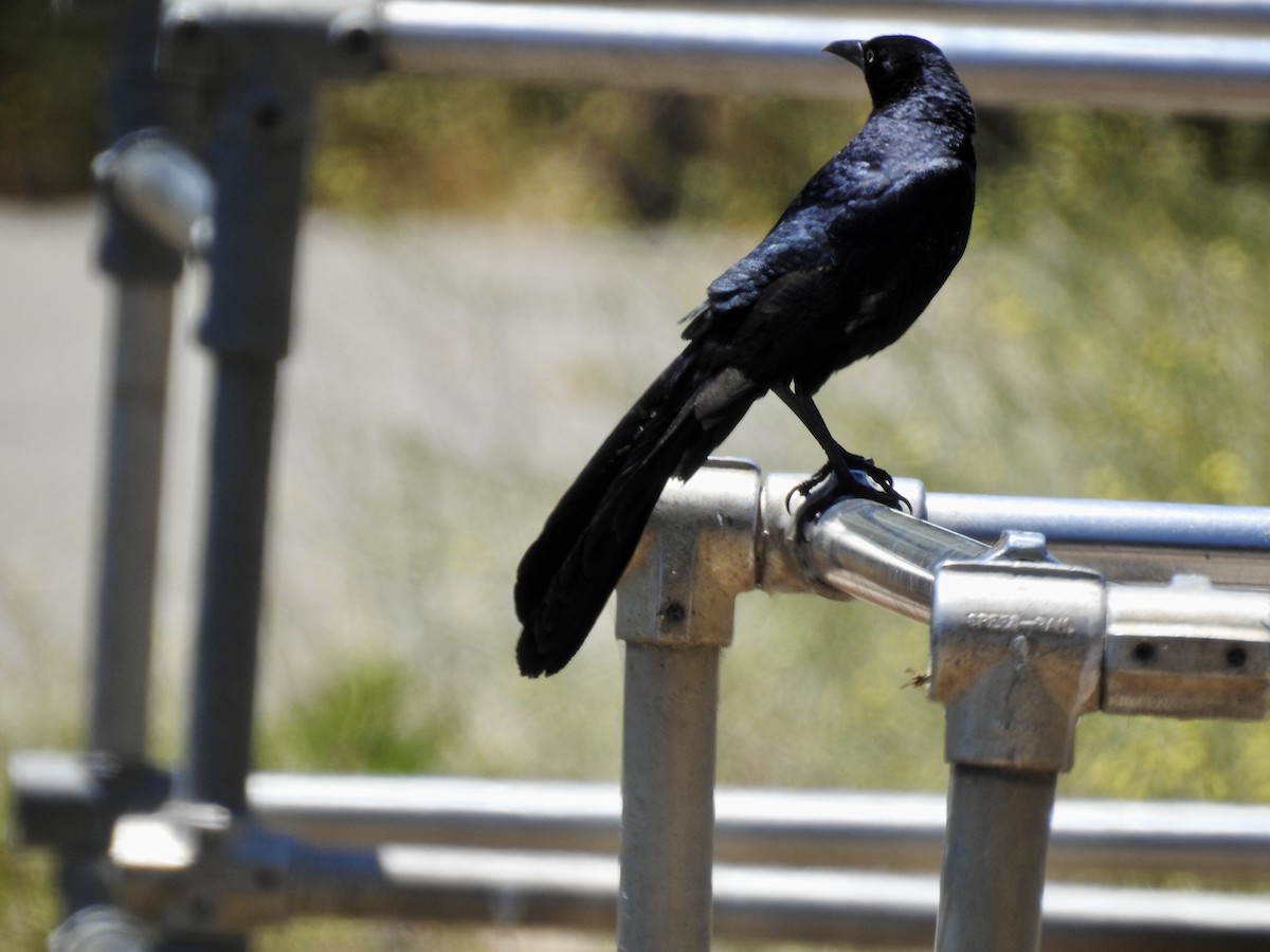 Great-tailed Grackle - ML621158101