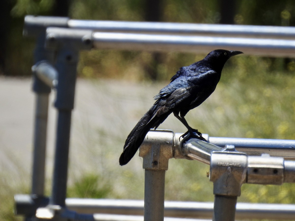 Great-tailed Grackle - ML621158102