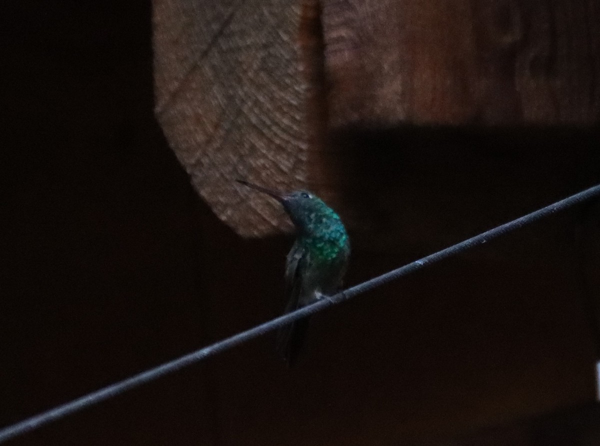 kolibřík mexický - ML621158103