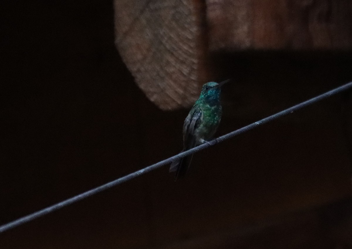 Berylline Hummingbird - ML621158105