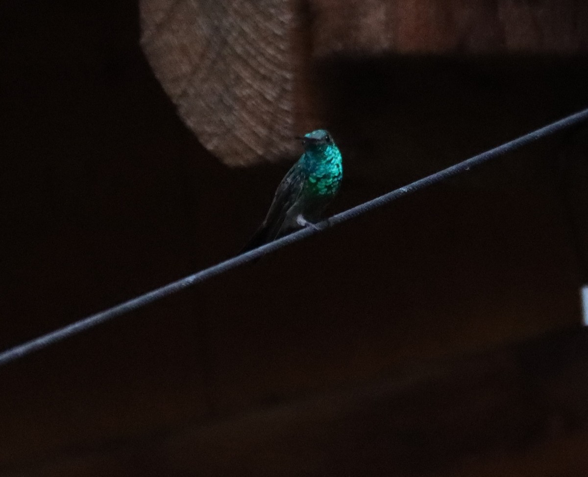 kolibřík mexický - ML621158122