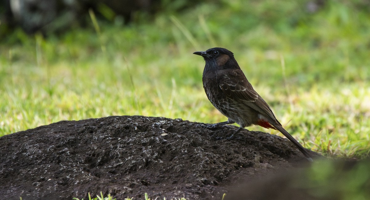 Red-vented Bulbul - ML621158123