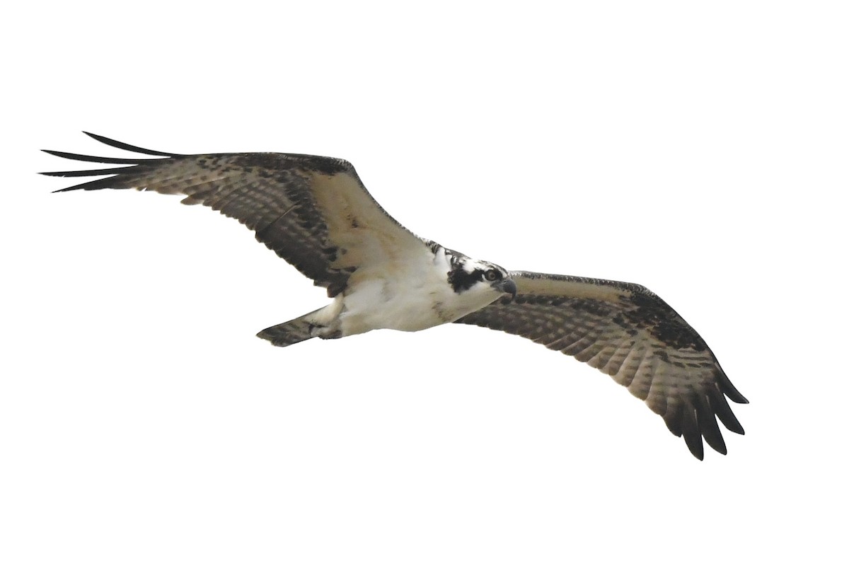 Águila Pescadora - ML621158136