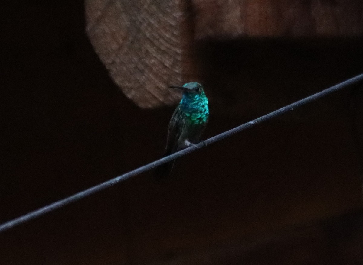 kolibřík mexický - ML621158141