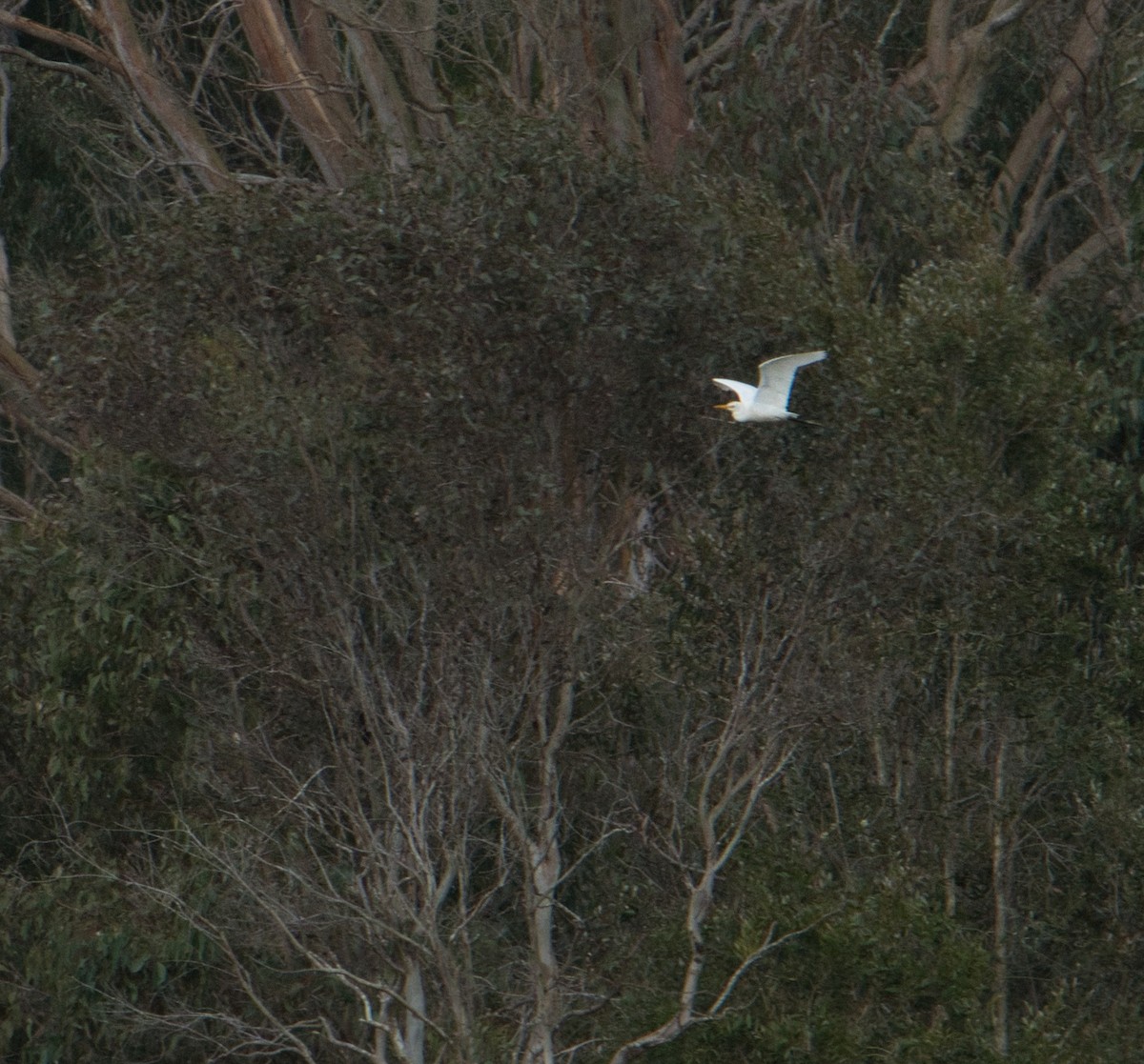 Little Egret (Australasian) - ML621158212