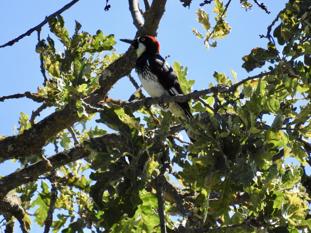 Acorn Woodpecker - ML621158221