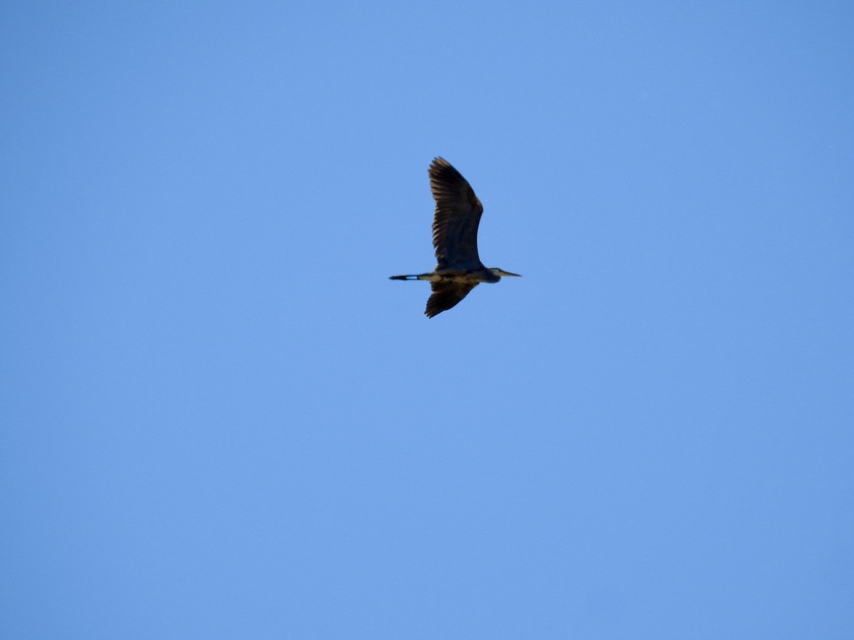 Great Blue Heron - ML621158233