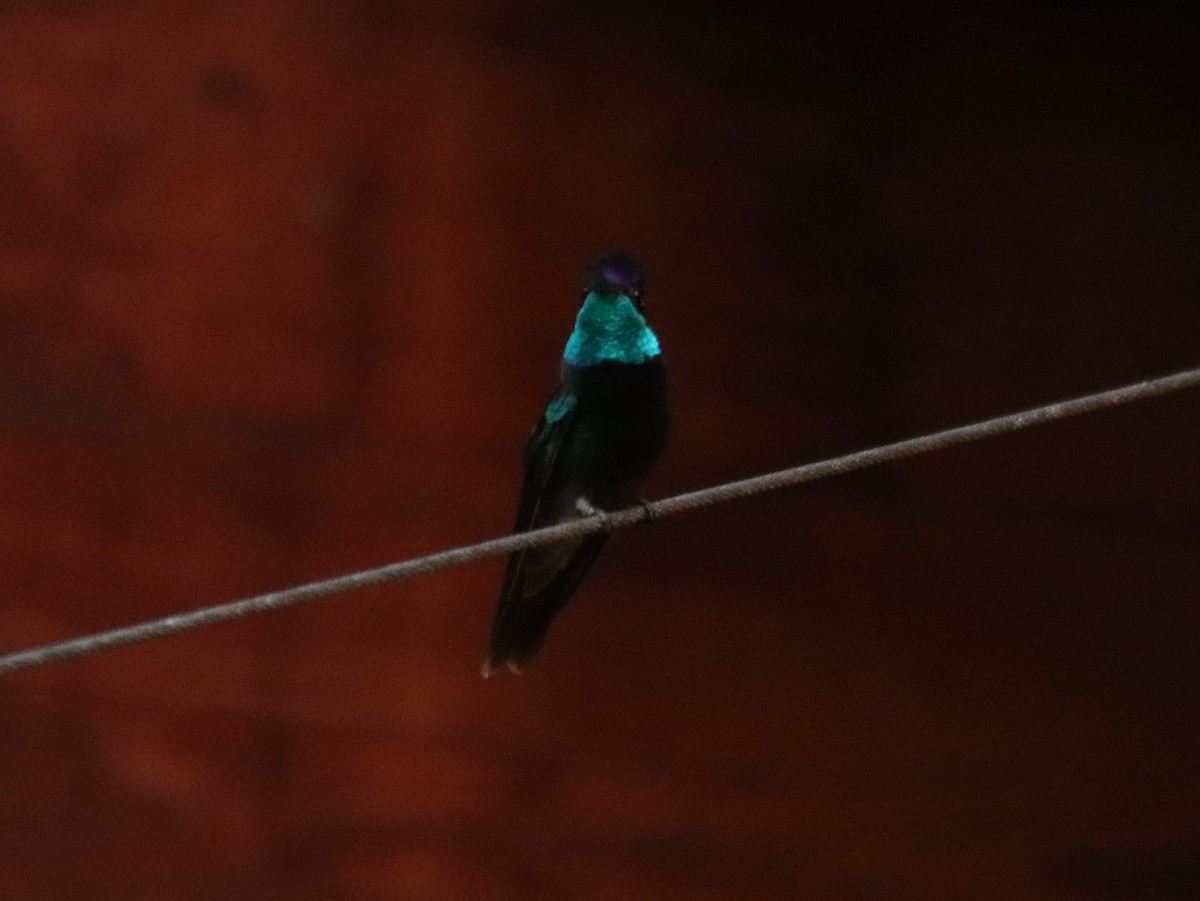 Rivoli's Hummingbird - ML621158243