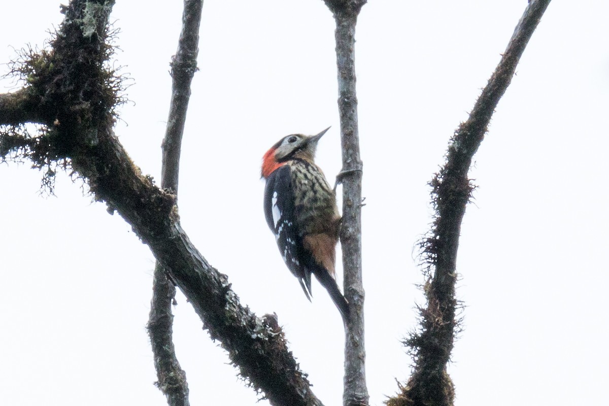 Crimson-naped Woodpecker - ML621158292