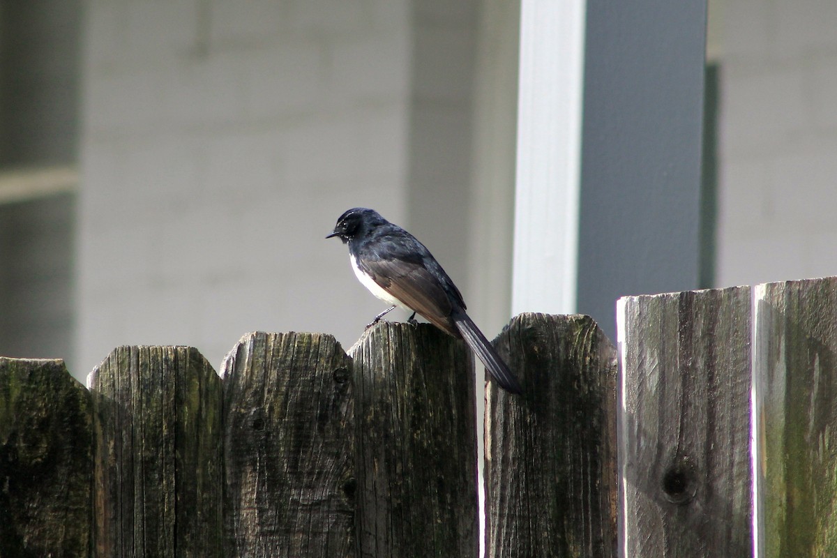 Willie-wagtail - Steve  McIntosh