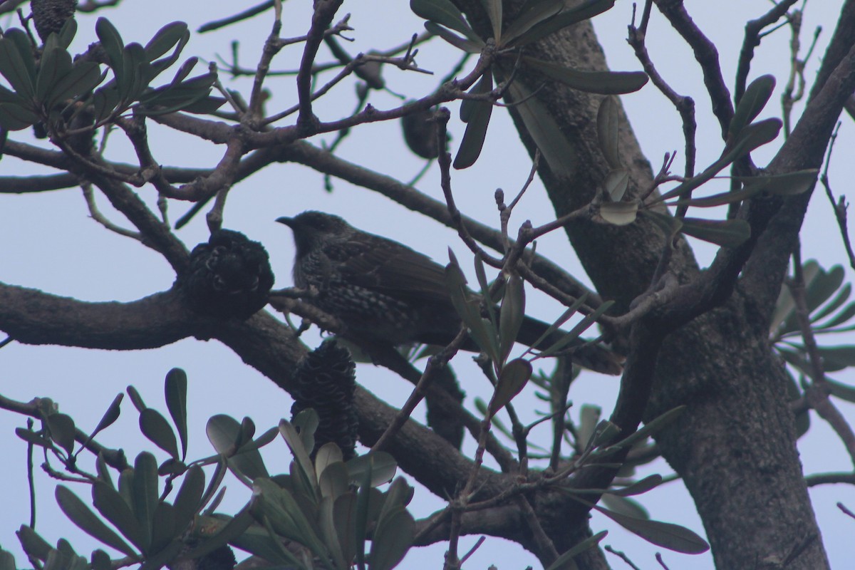 banksiahonningeter - ML621158331