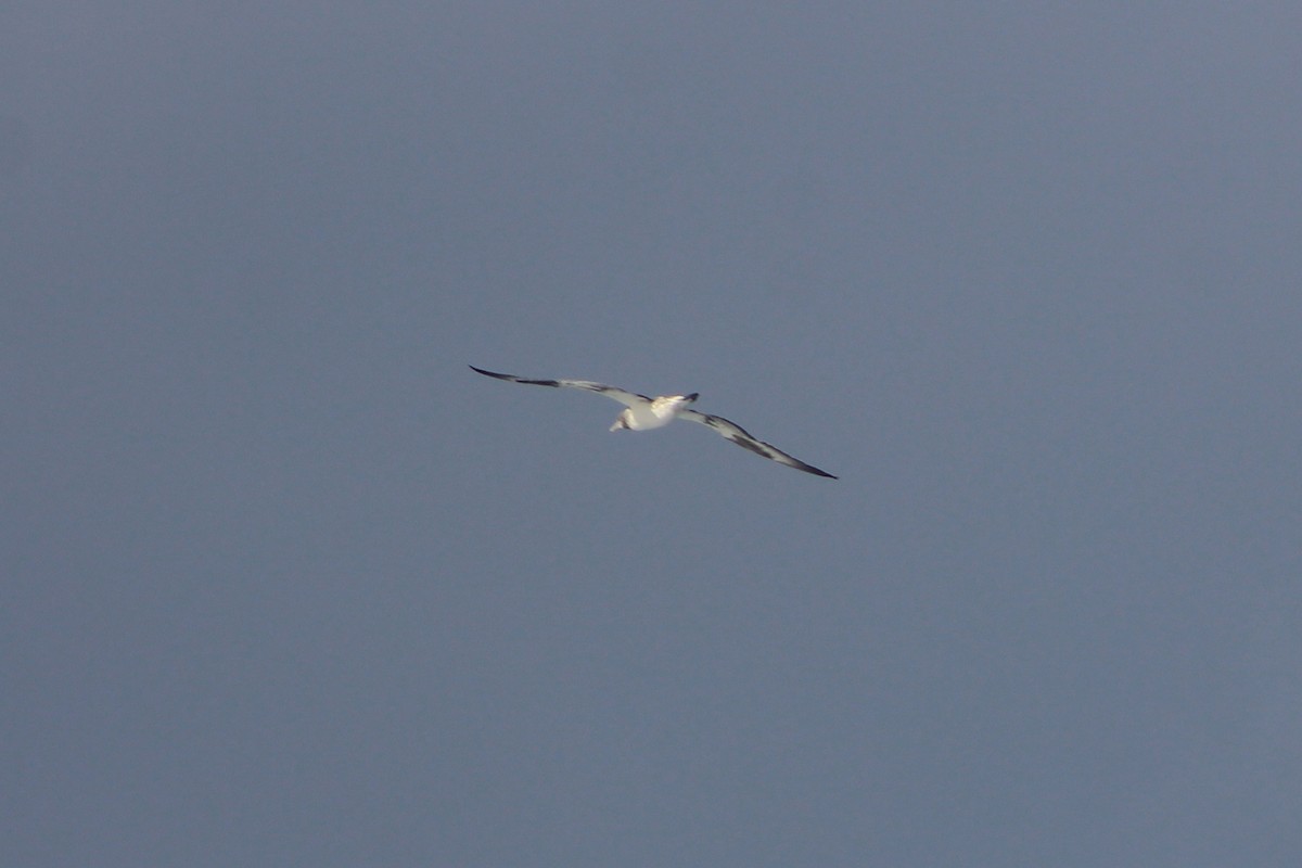 australsule - ML621158336