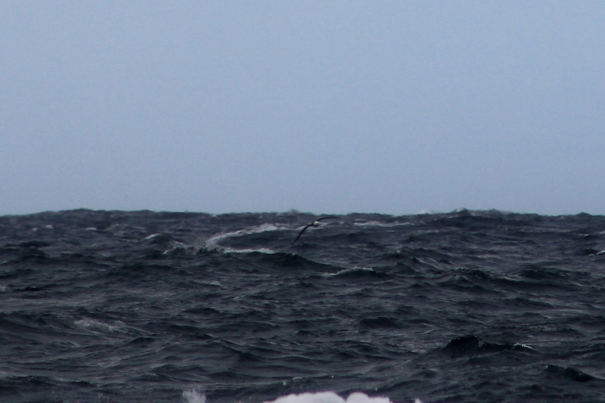 svartbrynalbatross - ML621158339