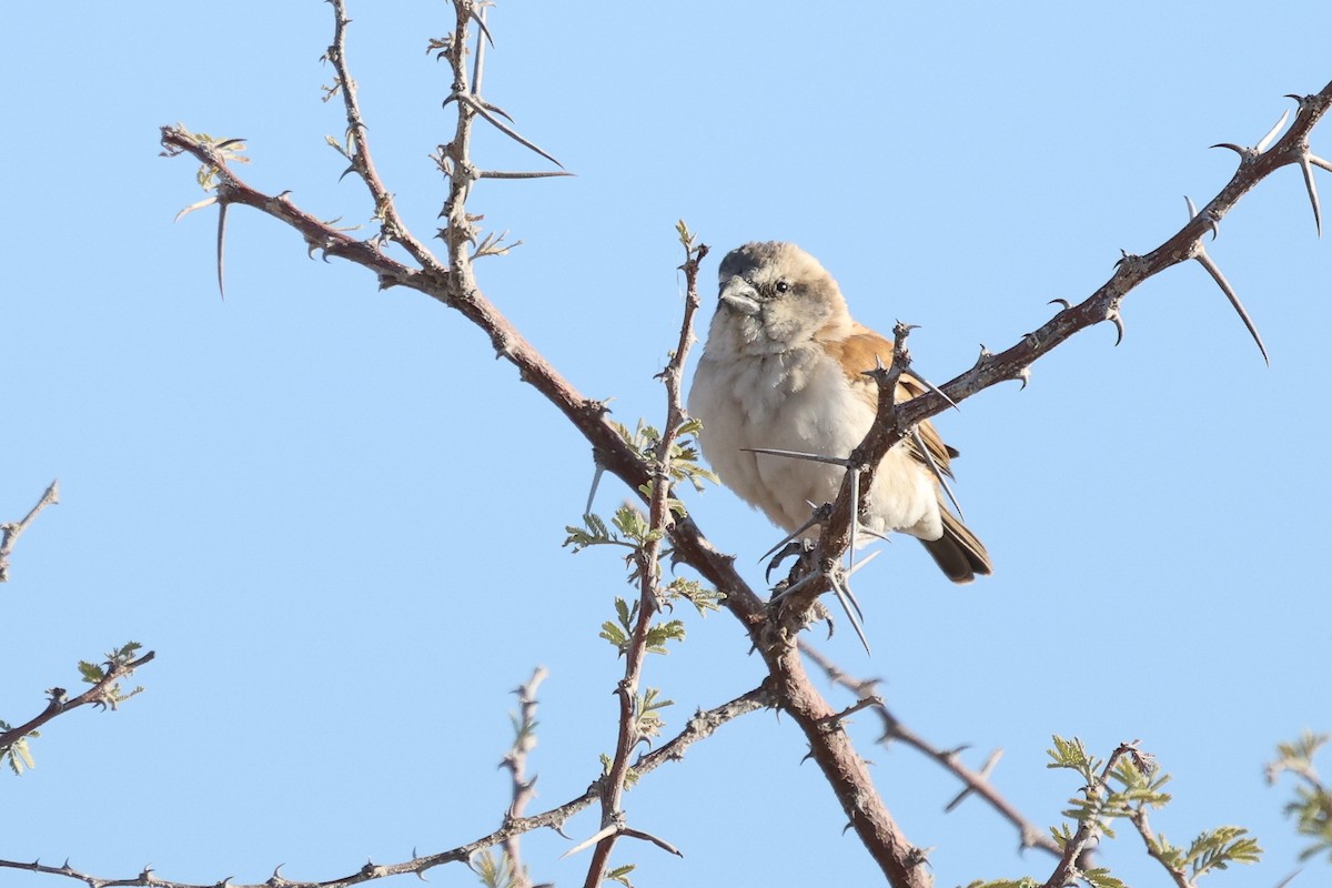 Great Rufous Sparrow - ML621158340