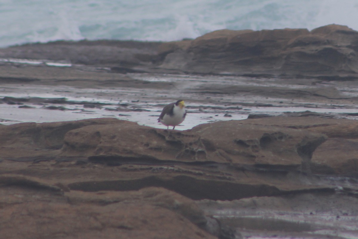 Masked Lapwing - ML621158343