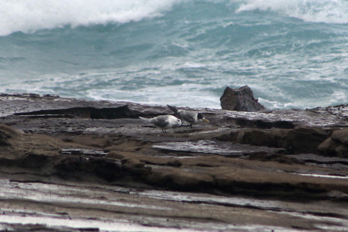 hinduterne - ML621158346