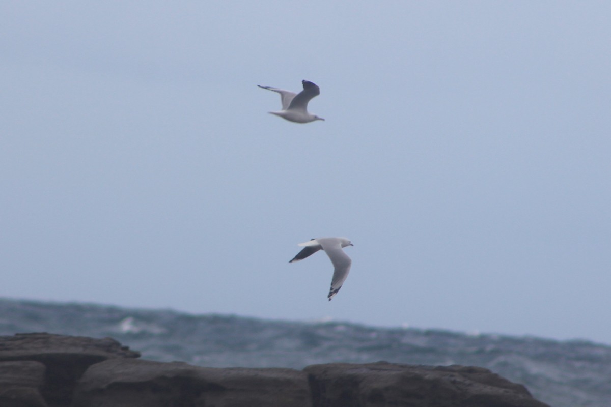 Silver Gull - ML621158348