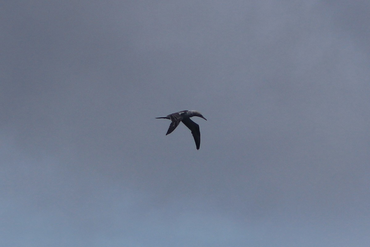 australsule - ML621158353