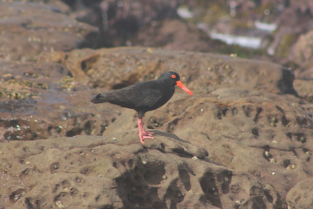 sottjeld - ML621158358